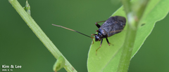 Adelphocoris tenebrosus