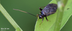 Adelphocoris tenebrosus