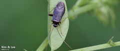Adelphocoris tenebrosus