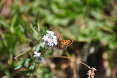 Tharsalea dorcas sangremar