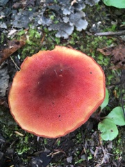 Chalciporus rubinellus
