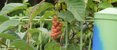 Schisandra