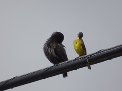 Motacilla flava iberiae