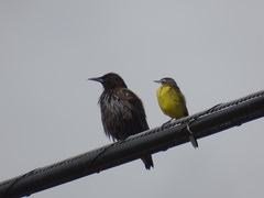 Motacilla flava iberiae