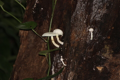 Leucoagaricus lacrymans
