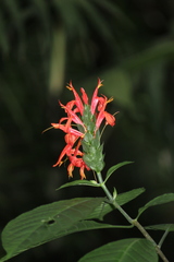 Pachystachys spicata