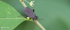 Pyrrhocoris sibiricus