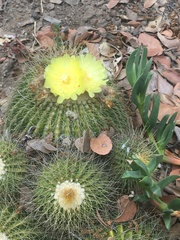 Parodia