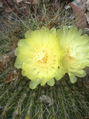 Parodia
