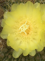 Parodia