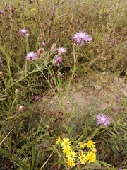Centaurea jacea