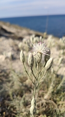 Jurinea stoechadifolia