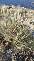 Jurinea stoechadifolia