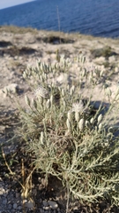 Jurinea stoechadifolia