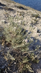 Jurinea stoechadifolia