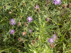 Centaurea × moncktonii