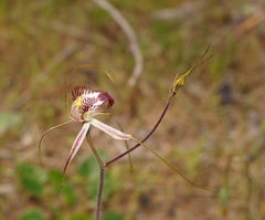 Caladenia tentaculata × venusta