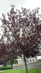Prunus