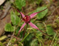 Caladenia formosa