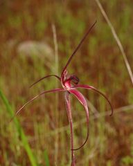 Caladenia formosa
