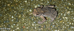 Bufo stejnegeri