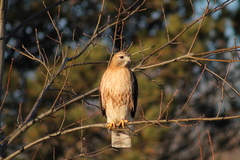 Buteo jamaicensis × lineatus