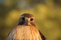 Buteo jamaicensis × lineatus
