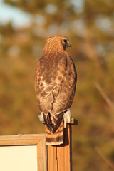 Buteo jamaicensis × lineatus