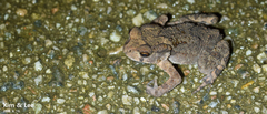 Bufo stejnegeri