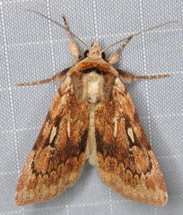 Setagrotis pallidicollis