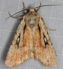 Setagrotis pallidicollis