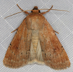 Setagrotis pallidicollis