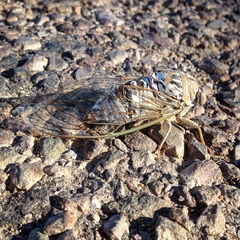 Megatibicen dealbatus