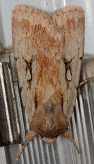 Setagrotis pallidicollis