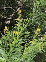 Hypericum densiflorum interior
