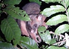 Trichosurus johnstonii