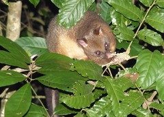 Trichosurus johnstonii