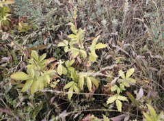 Agrimonia eupatoria