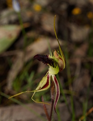 Caladenia villosissima