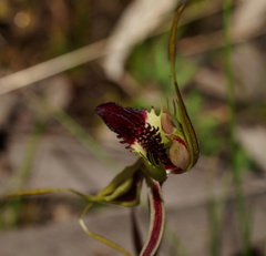 Caladenia villosissima