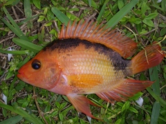 Amphilophus citrinellus