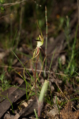 Caladenia villosissima