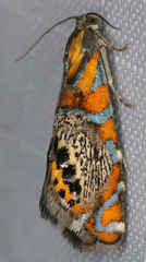Thaumatographa regalis
