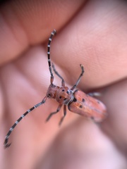Tetraopes femoratus