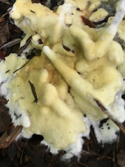 Trichoderma citrinum