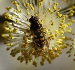 Parasyrphus punctulatus