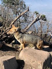 Lycalopex culpaeus culpaeus