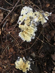 Trichoderma citrinum