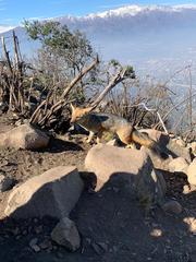 Lycalopex culpaeus culpaeus