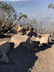 Lycalopex culpaeus culpaeus